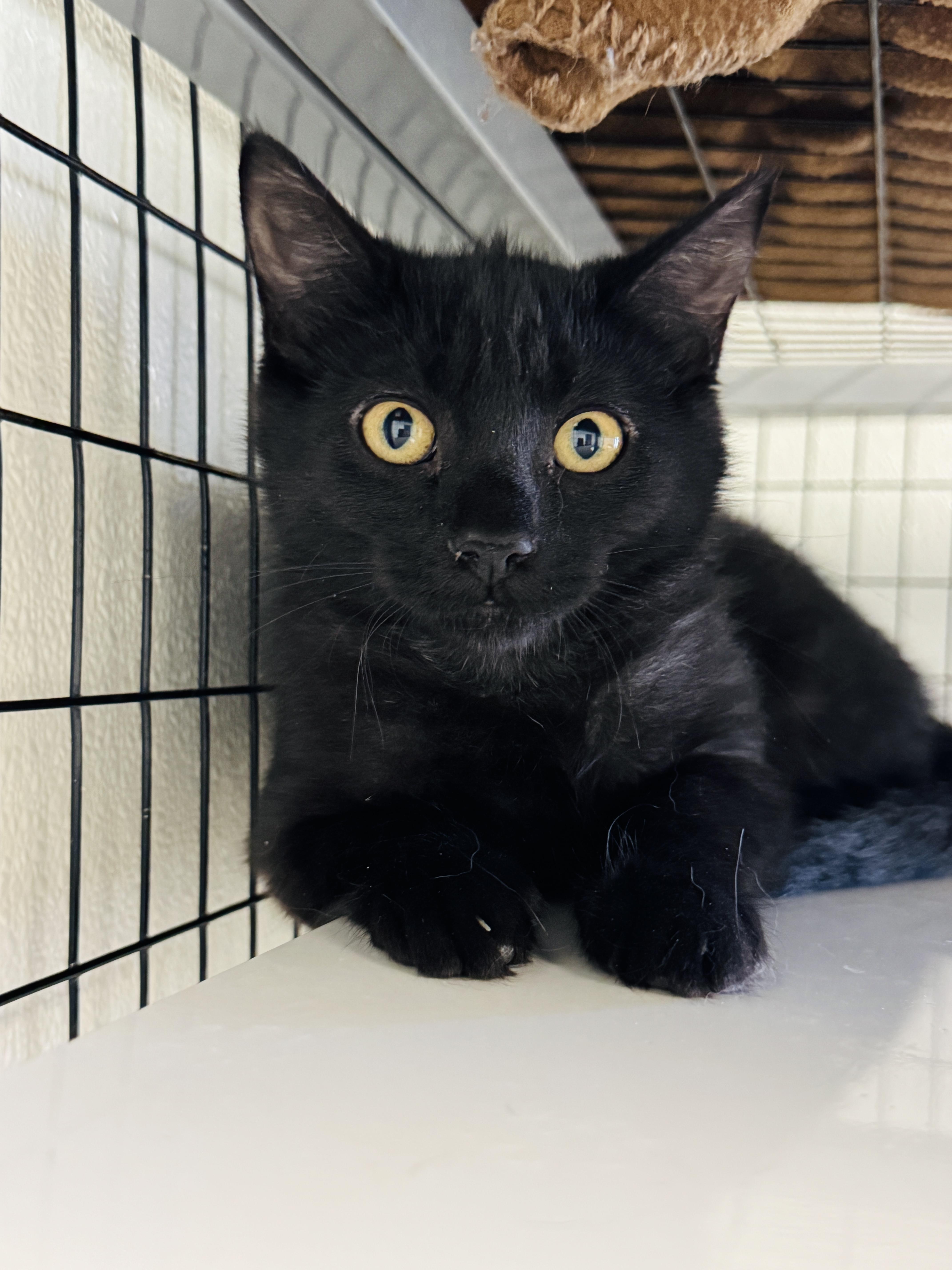 Enlarge Binx, a ADOPTABLE Domestic Short Hair in Watertown, WI image 1/1