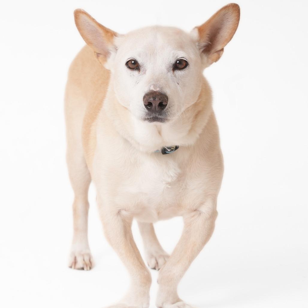 Enlarge Ferrari 13879, a Adoptable mixed breed in San Francisco, CA image 1/6