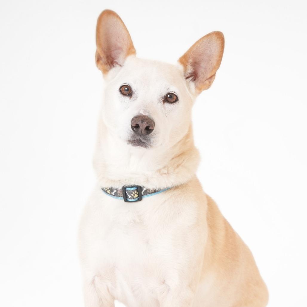 Enlarge Ferrari 13879, a Adoptable mixed breed in San Francisco, CA image 2/6