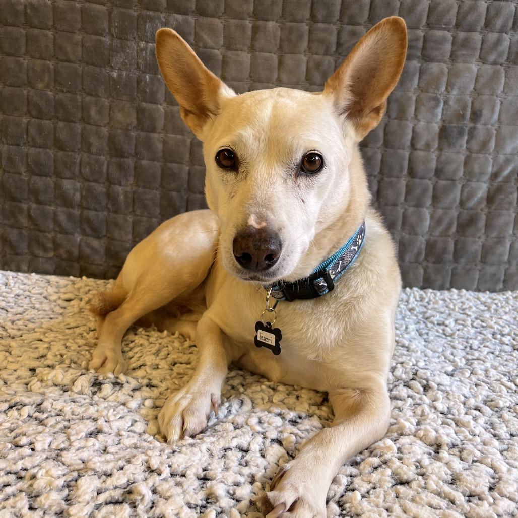 Enlarge Ferrari 13879, a Adoptable mixed breed in San Francisco, CA image 3/6