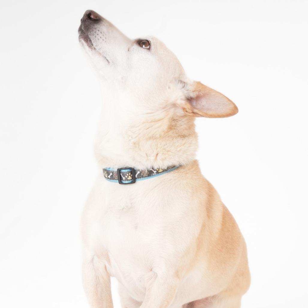 Enlarge Ferrari 13879, a Adoptable mixed breed in San Francisco, CA image 4/6