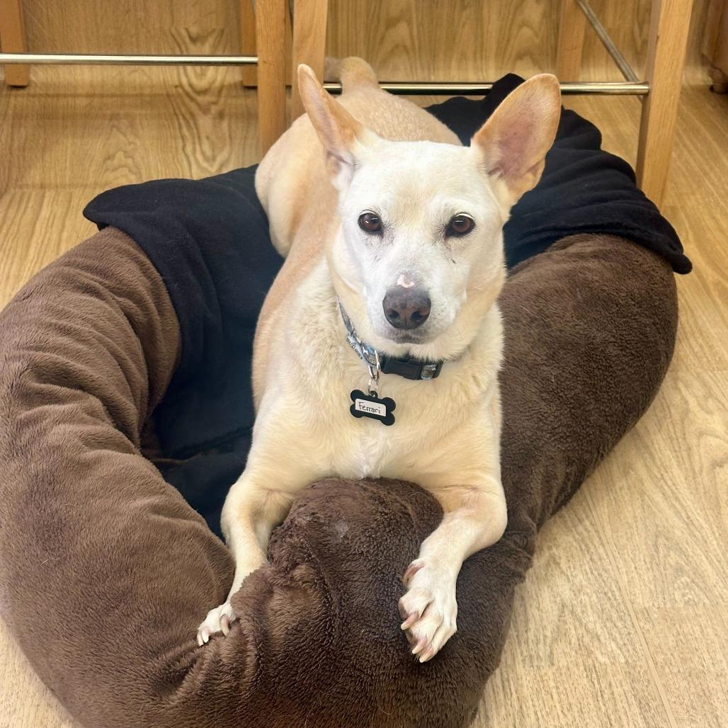 Enlarge Ferrari 13879, a Adoptable mixed breed in San Francisco, CA image 5/6