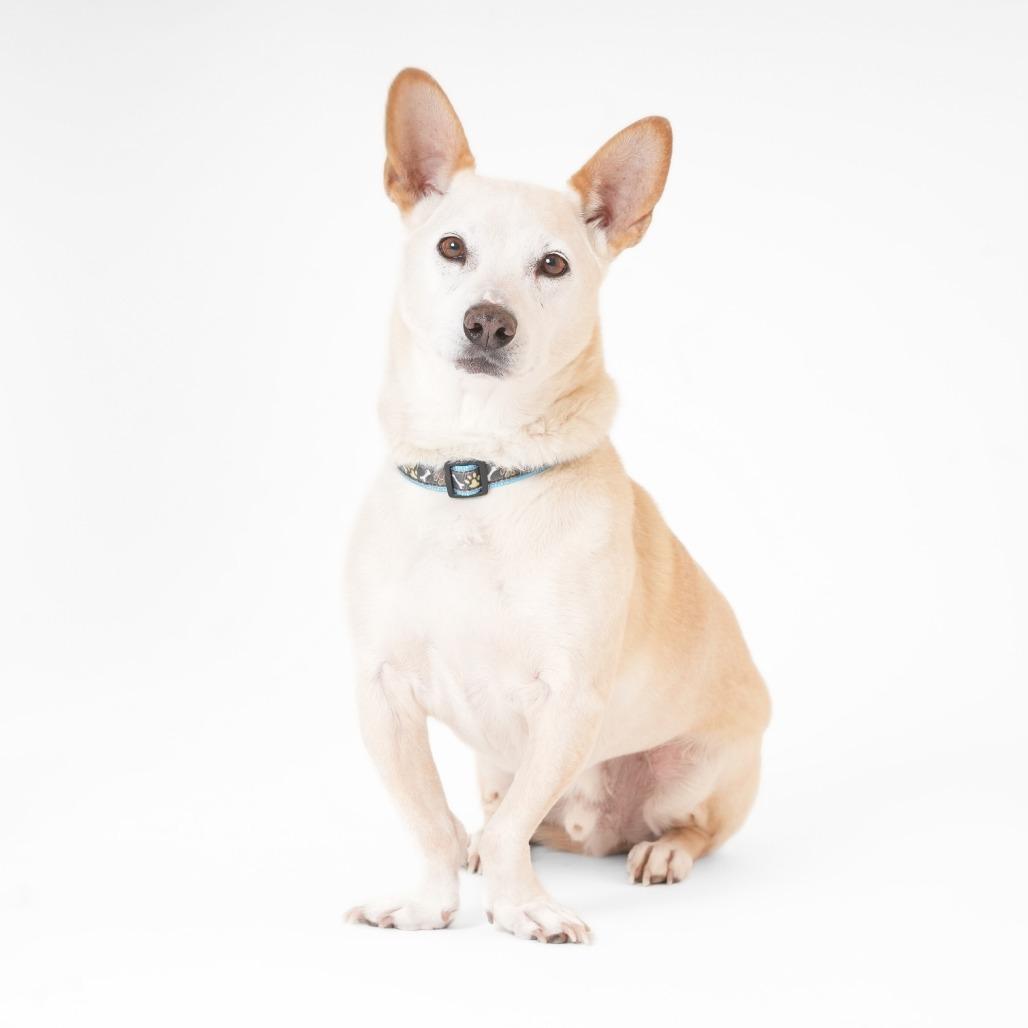 Enlarge Ferrari 13879, a Adoptable mixed breed in San Francisco, CA image 6/6