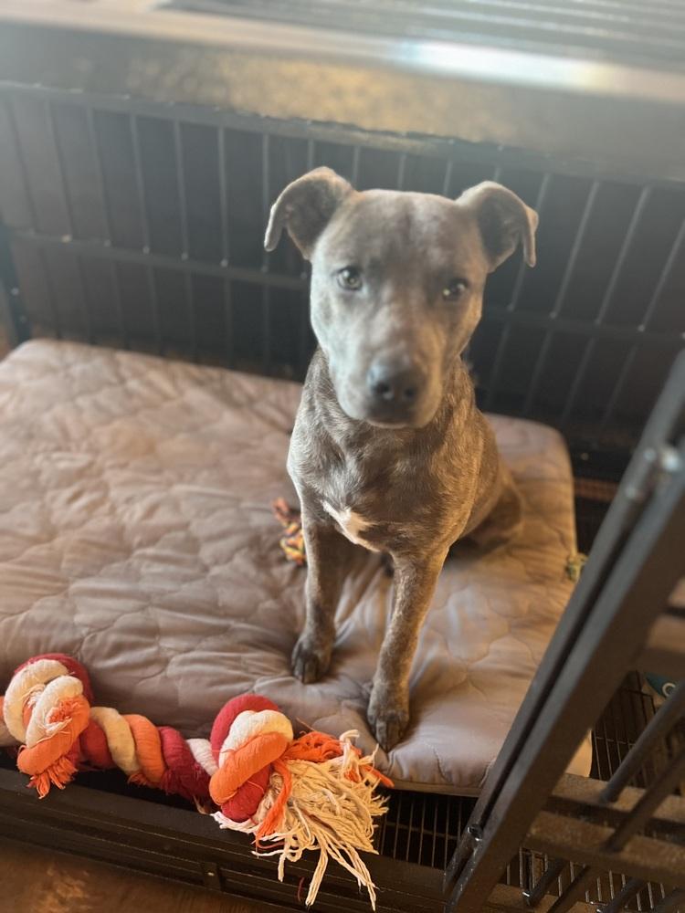 Elvis, Adoptable, Young Male American Bulldog & Labrador Retriever.