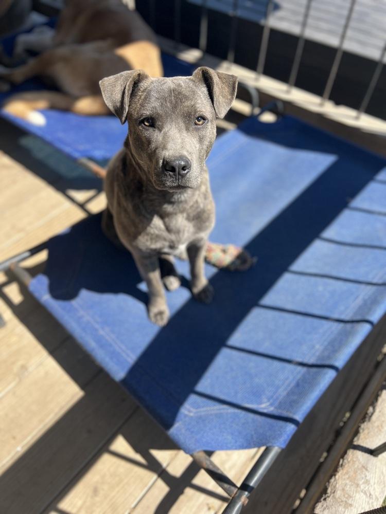 Enlarge Elvis, a Adoptable mixed breed in Oakwood, TX image 2/5