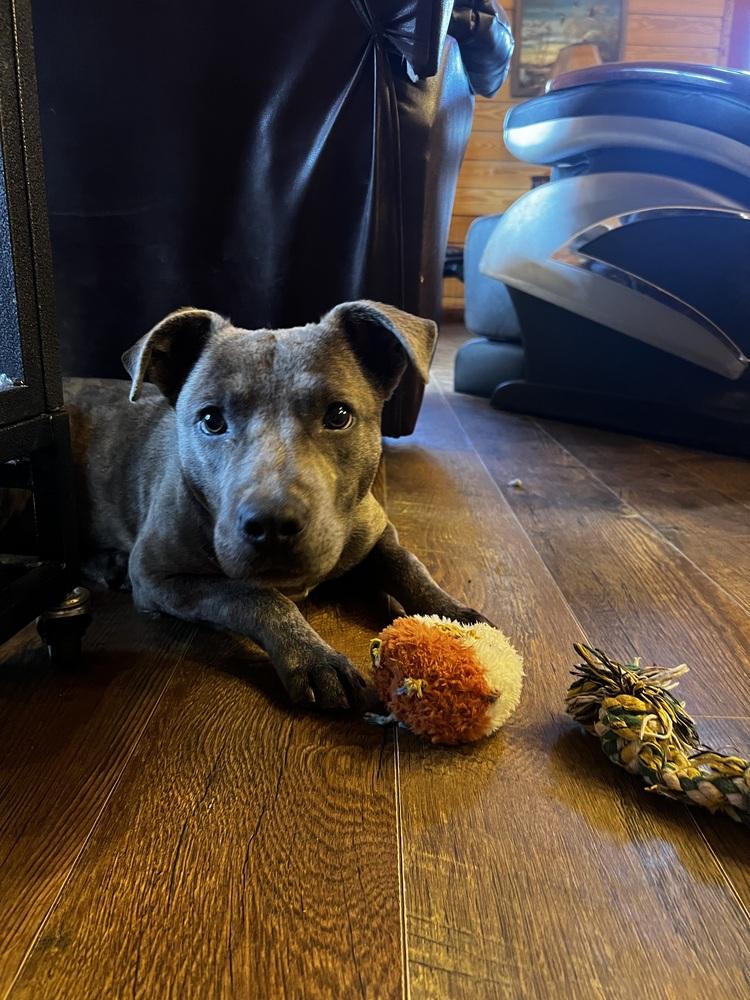 Enlarge Elvis, a Adoptable mixed breed in Oakwood, TX image 3/5