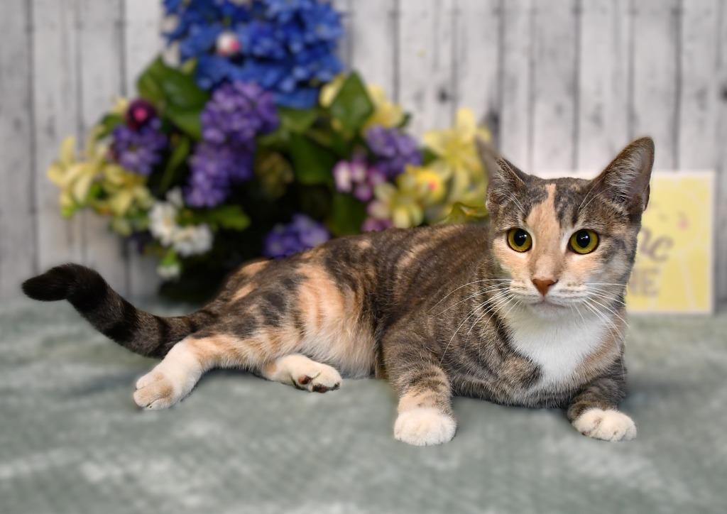 Vera, Adoptable, Young Female Domestic Short Hair.