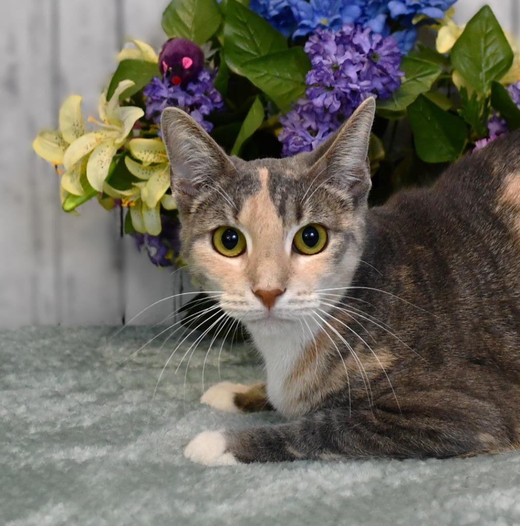 Enlarge Vera, a Adoptable mixed breed in Roanoke, TX image 2/3