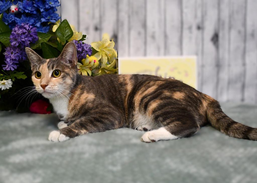 Enlarge Vera, a Adoptable mixed breed in Roanoke, TX image 3/3