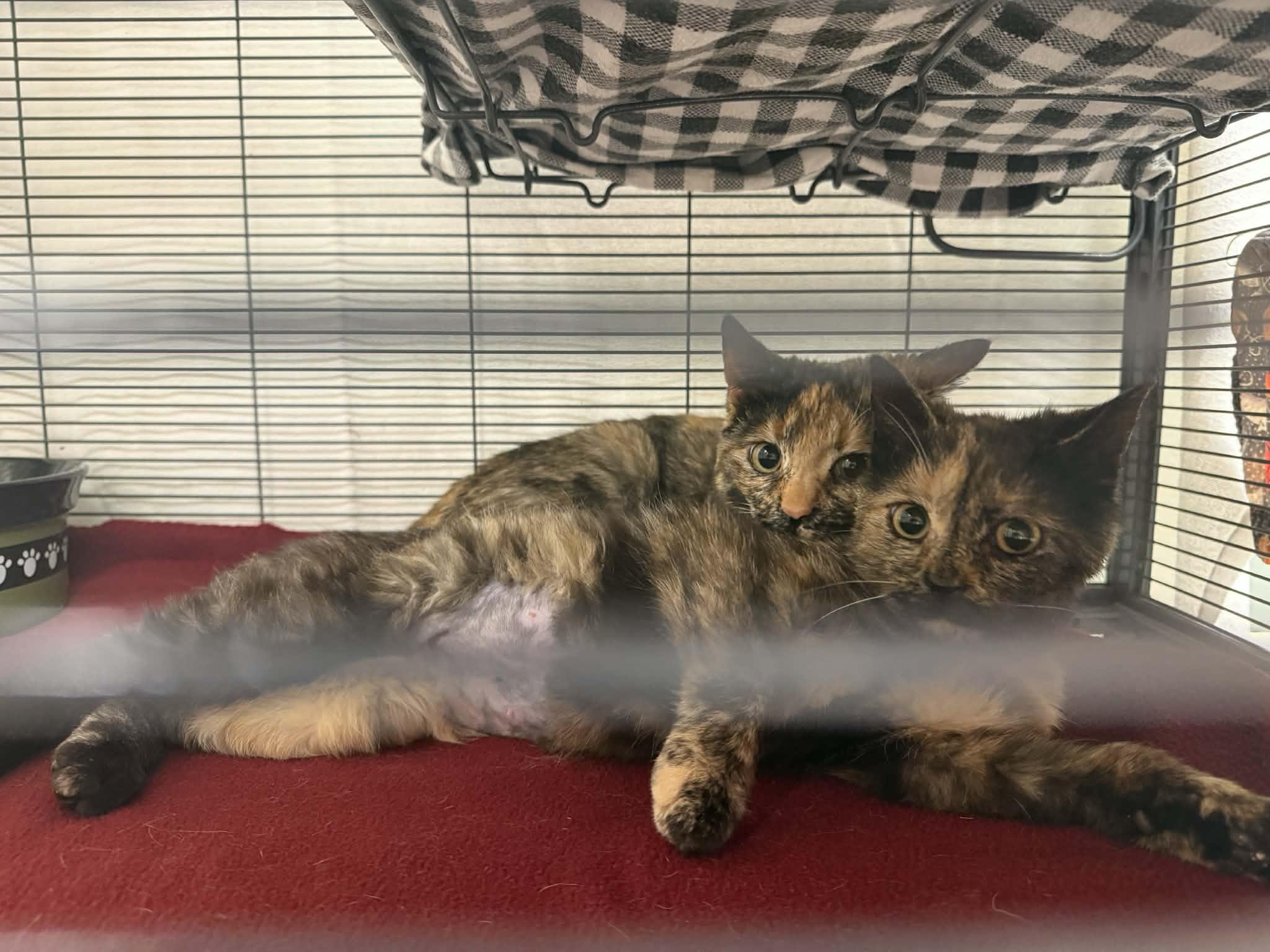 Enlarge Ricotta & Burrata, an adopted Domestic Short Hair in Martinsville, IN image 2/2