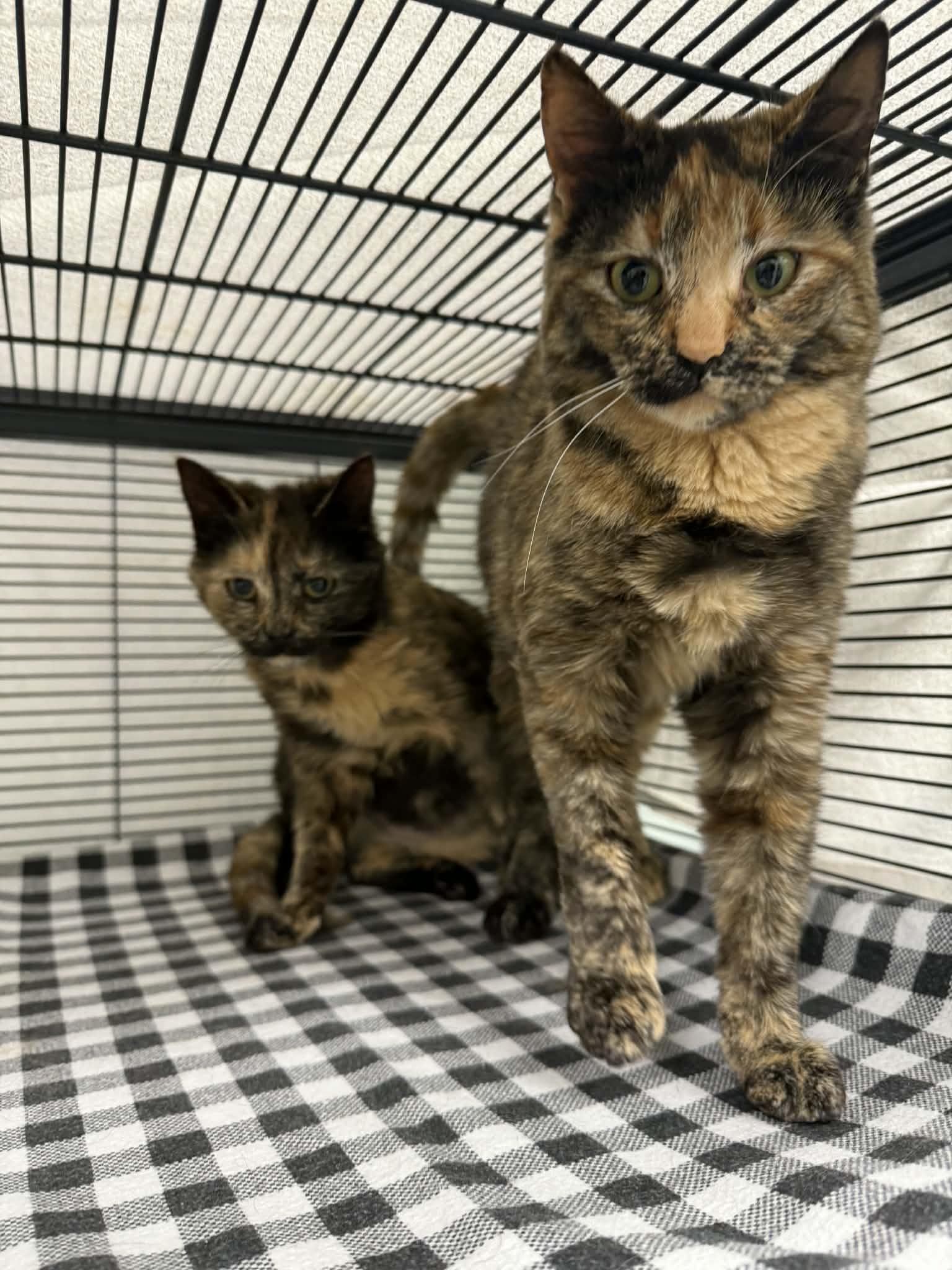 Ricotta & Burrata, adopted, Young Female Domestic Short Hair.