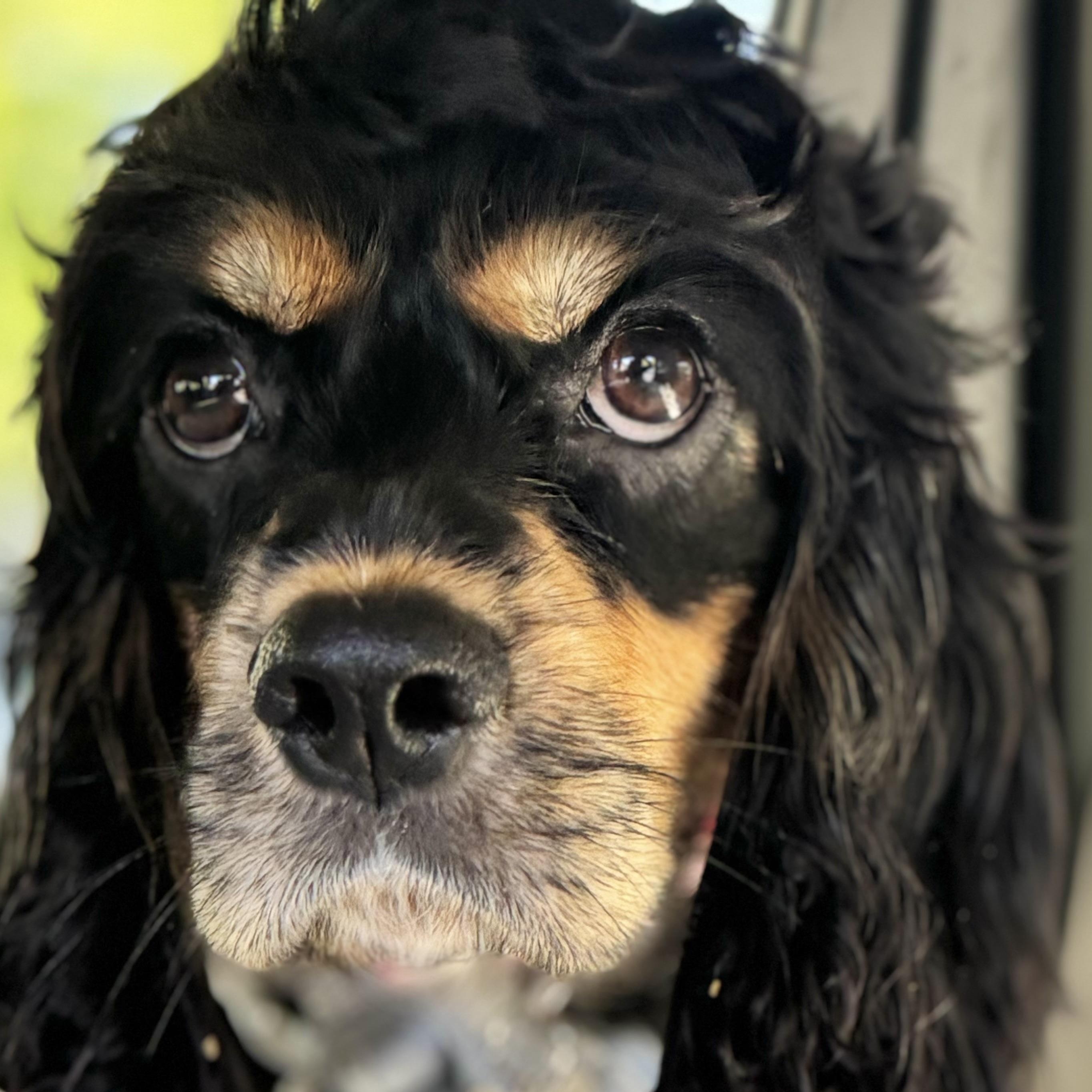 Enlarge Wednesday, a Adoptable Cocker Spaniel in Sherman Oaks, CA image 4/4