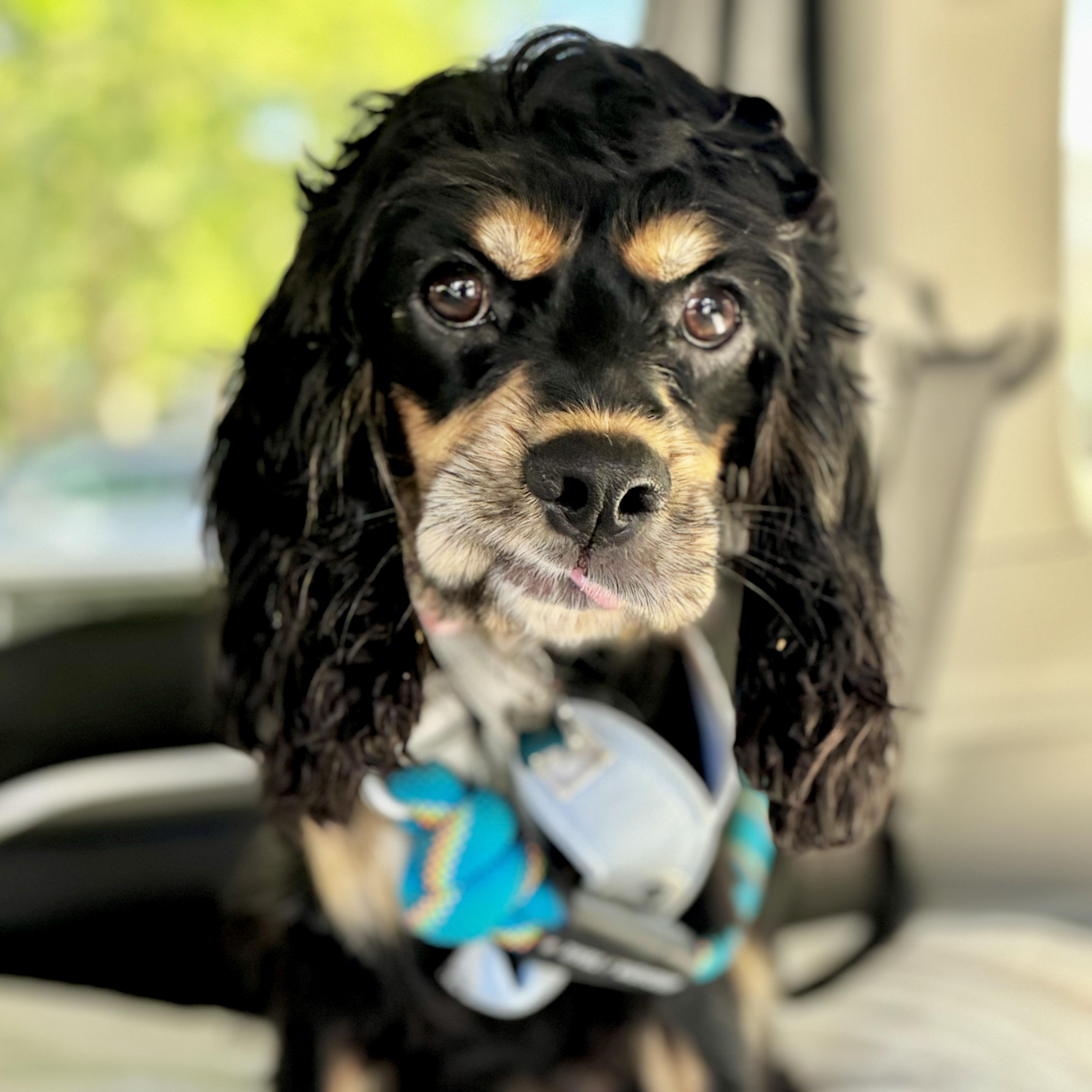 Enlarge Wednesday, a Adoptable Cocker Spaniel in Sherman Oaks, CA image 1/4