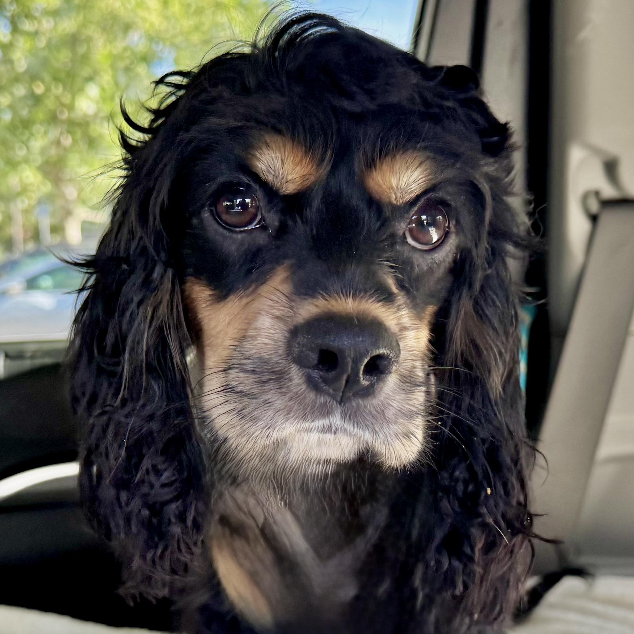 Enlarge Wednesday, a Adoptable Cocker Spaniel in Sherman Oaks, CA image 2/4