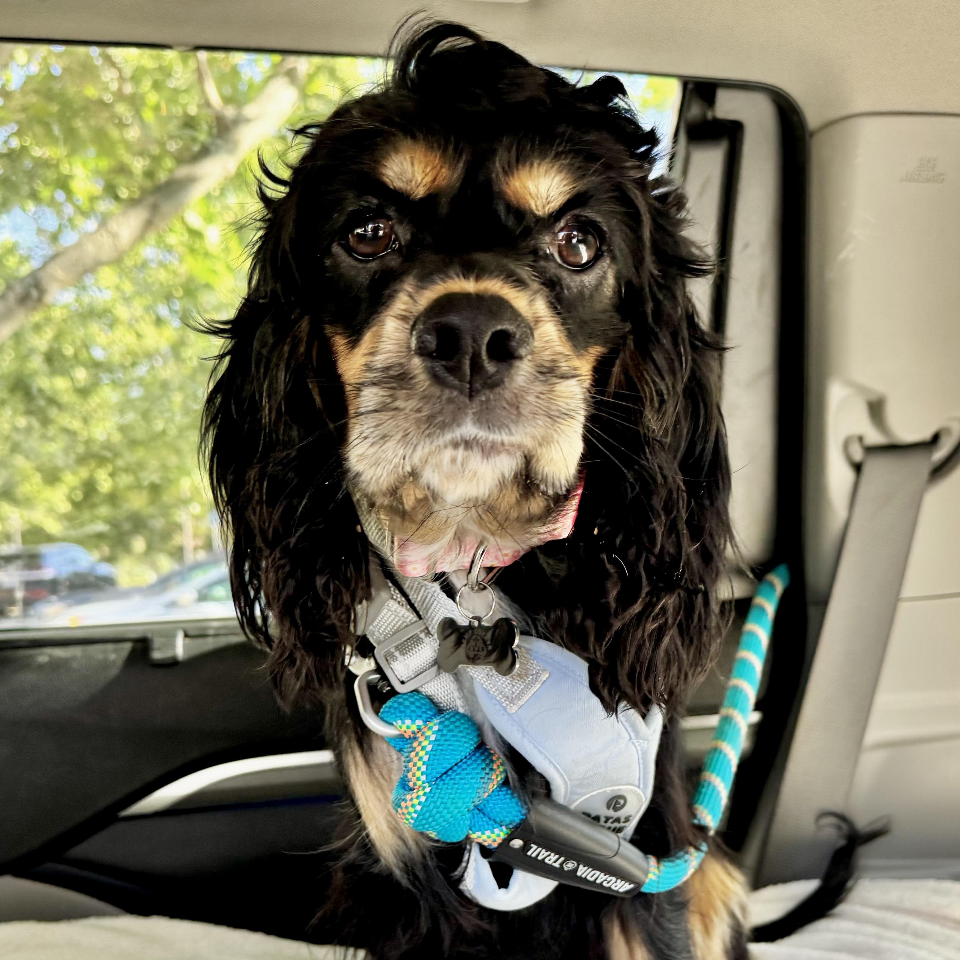 Enlarge Wednesday, a Adoptable Cocker Spaniel in Sherman Oaks, CA image 3/4