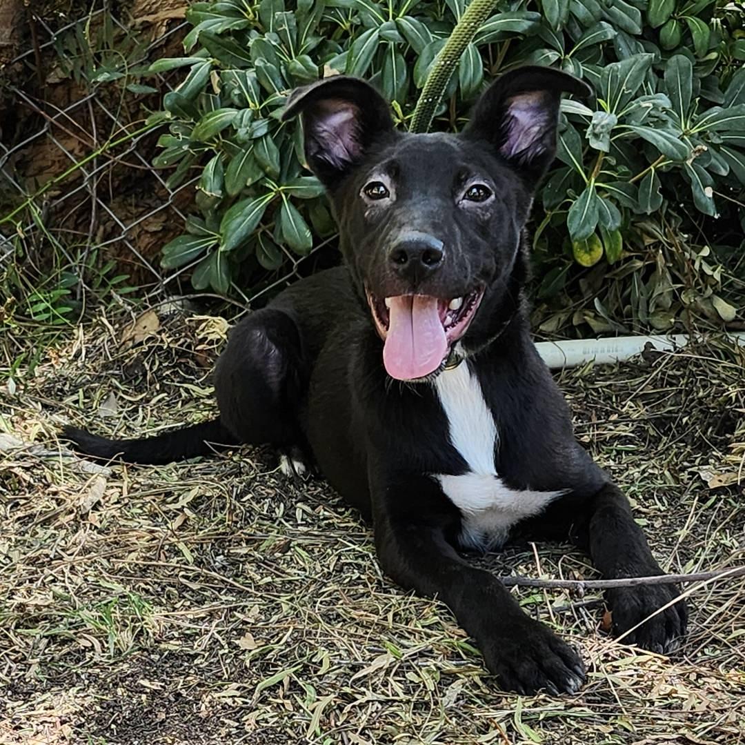 Smoochy Poo, Adoptable, Puppy Male Mixed Breed.