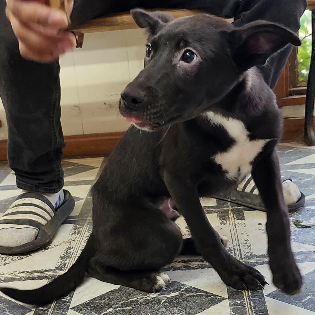 Smoochy Poo, a Adoptable Mixed Breed in Oakley, UT image 4/4