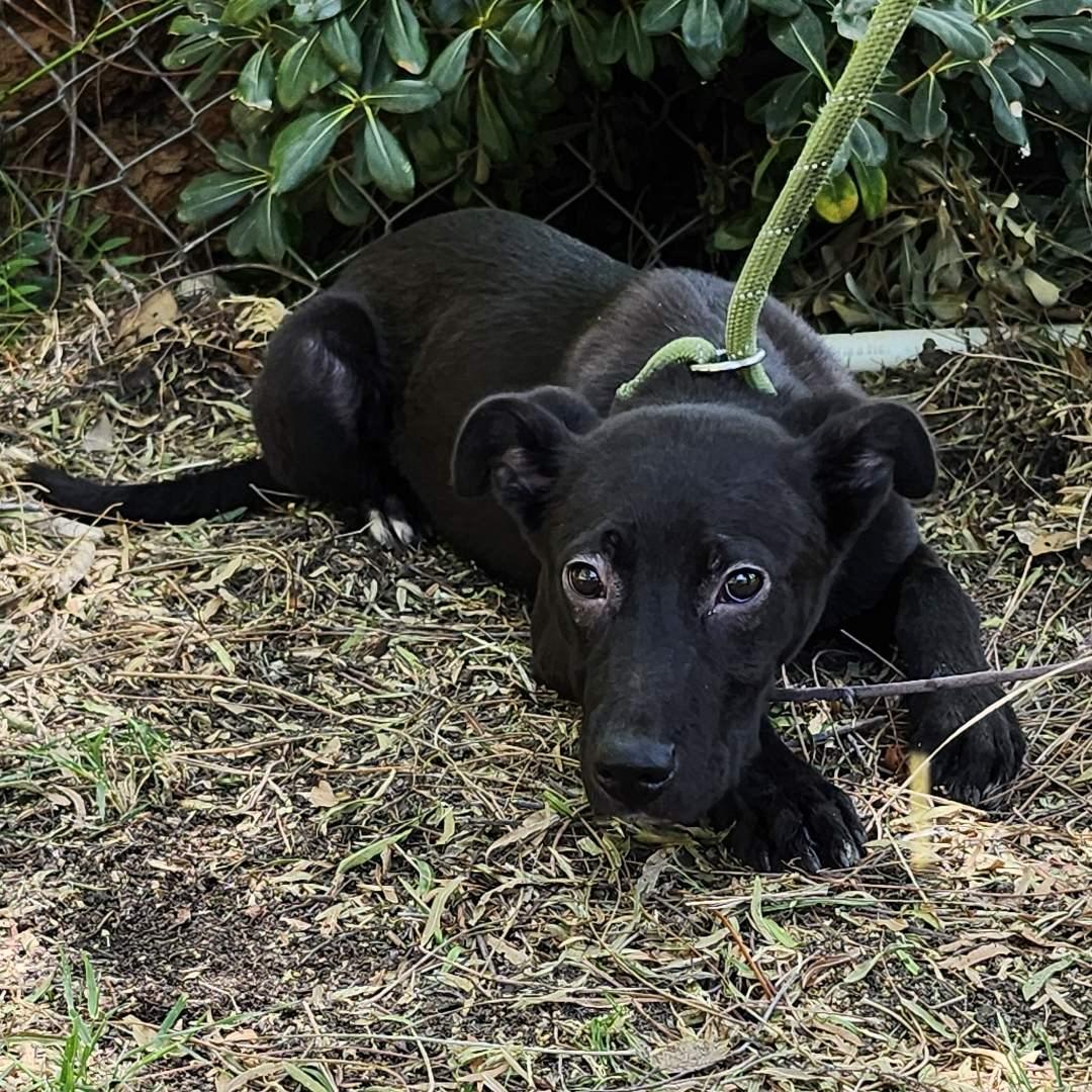 Smoochy Poo, a Adoptable Mixed Breed in Oakley, UT image 2/4