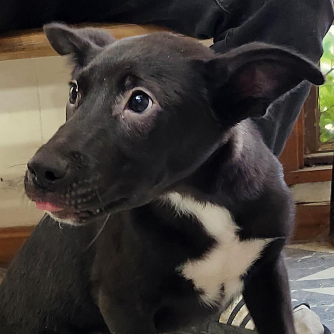 Smoochy Poo, a Adoptable Mixed Breed in Oakley, UT image 1/4