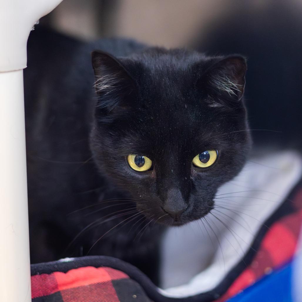 Benny, Adoptable, Adult Male Domestic Short Hair.