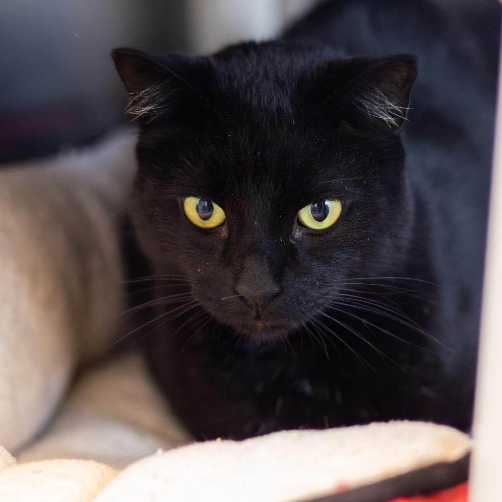 Benny, a Adoptable Domestic Short Hair in Newark, DE image 2/3