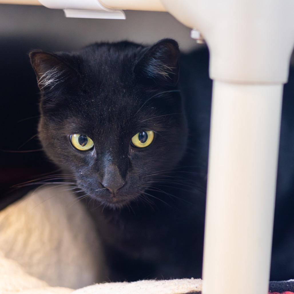 Benny, a Adoptable Domestic Short Hair in Newark, DE image 3/3