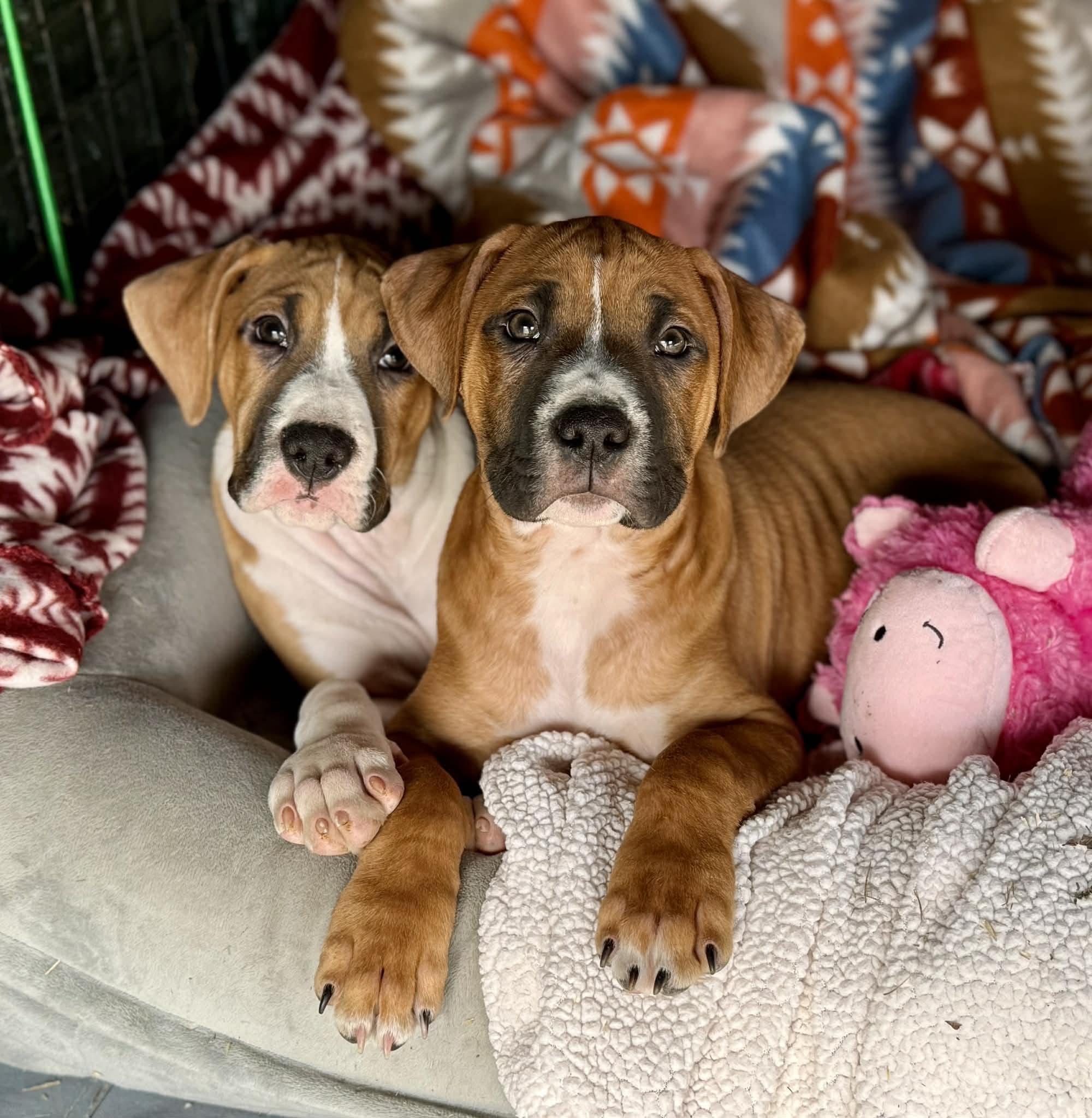 Roxie , ADOPTABLE, Puppy Female Mixed Breed.