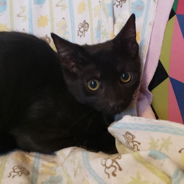 Jasper, a Adoptable Domestic Short Hair in Fishkill, NY image 2/2