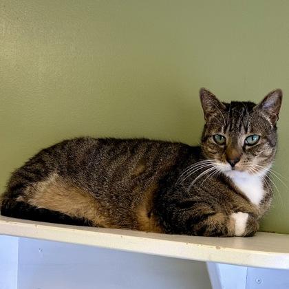 Enlarge Zippo, a Adoptable mixed breed in East Montpelier, VT image 1/1