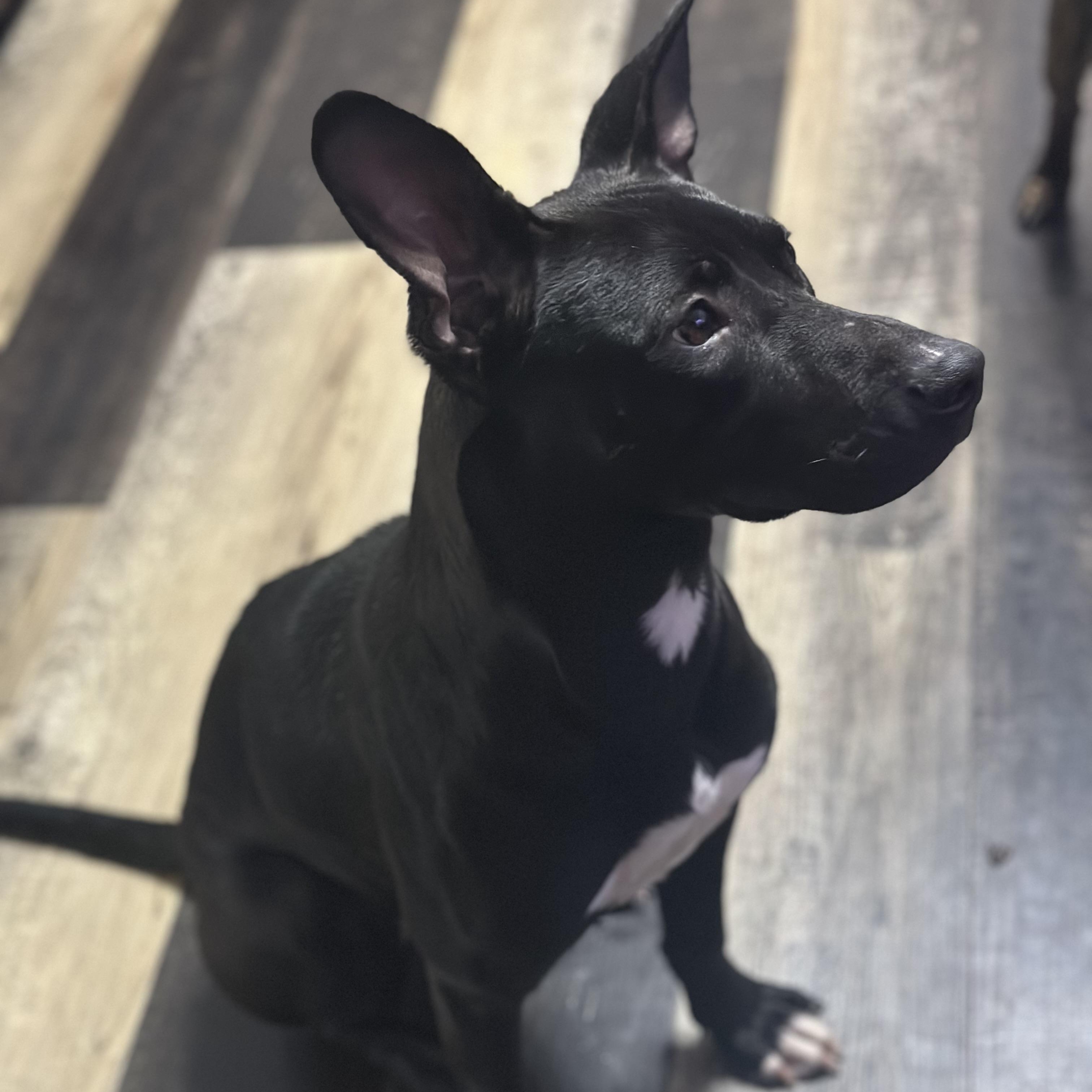 Enlarge Sukie, a Adoptable mixed breed in Wilmington, IL image 2/6