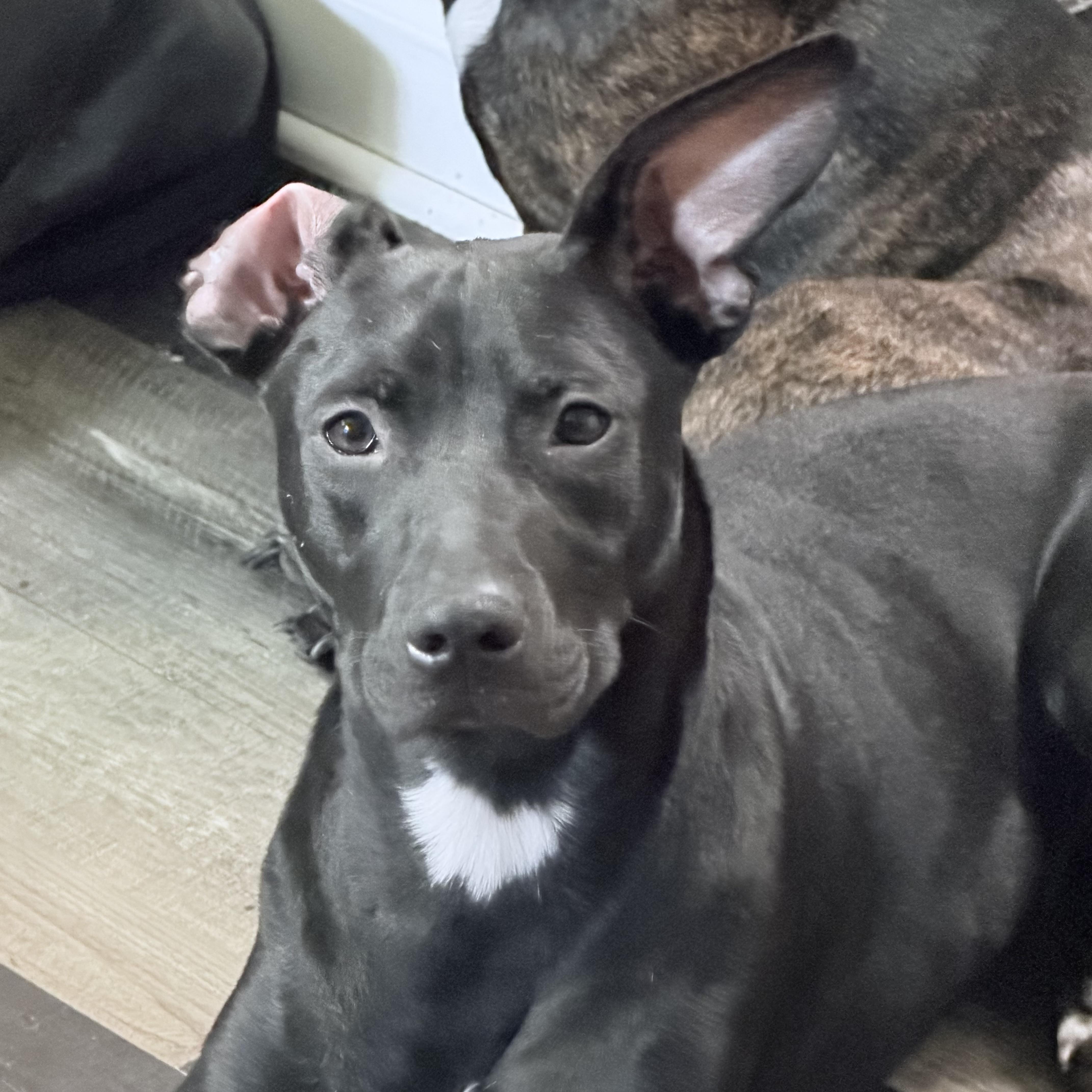 Suki, Adoptable, Young Female German Shorthaired Pointer.