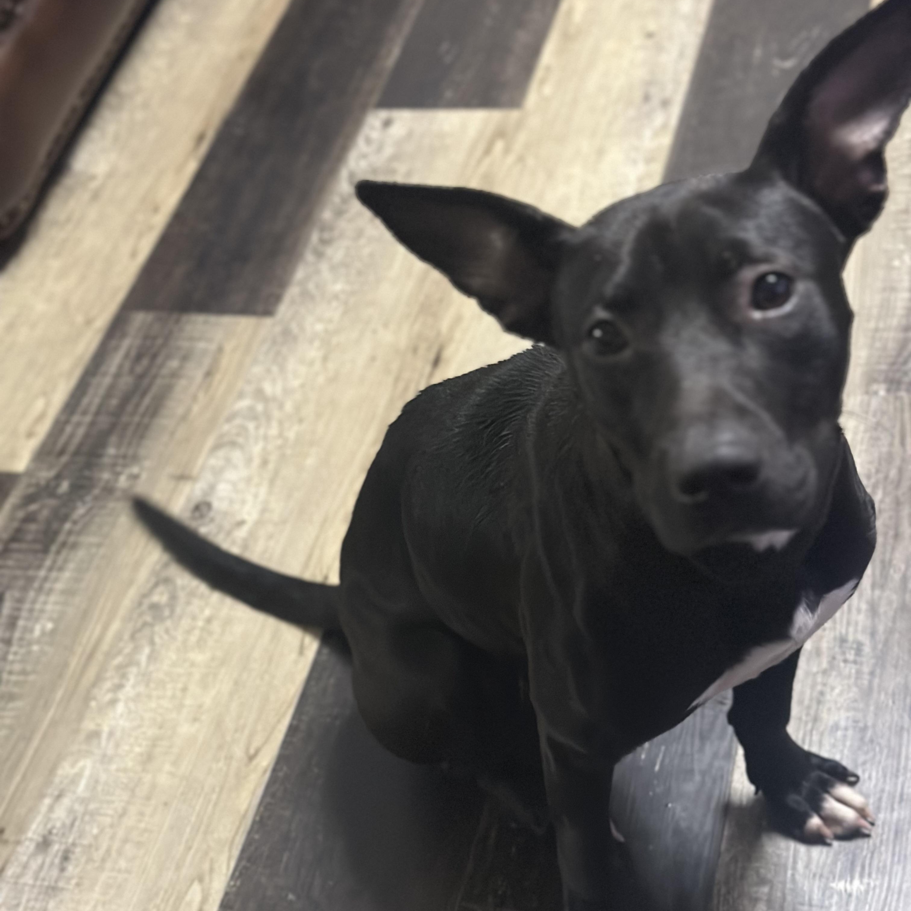 Sukie, Adoptable, Young Female German Shorthaired Pointer.