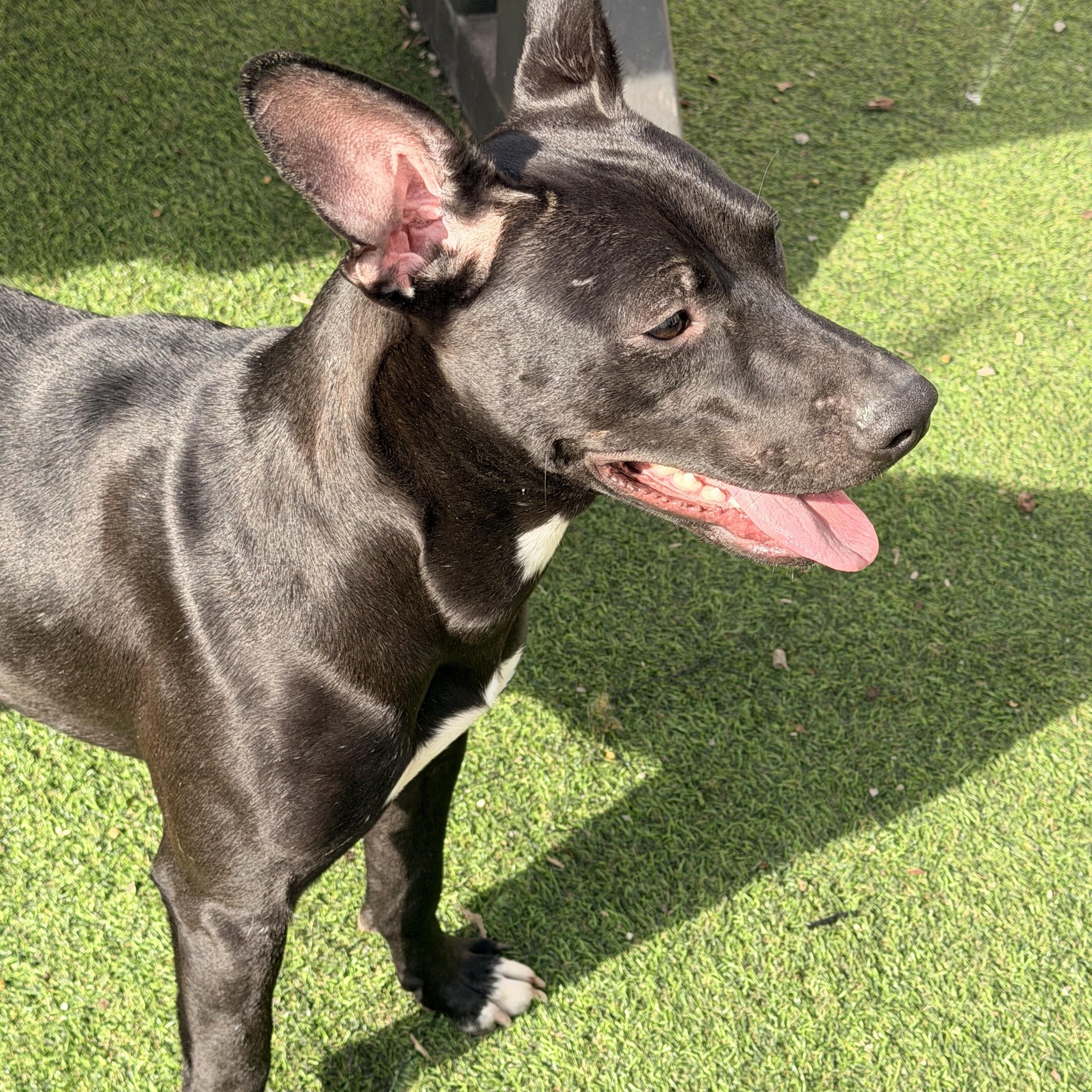 Enlarge Suki, a Adoptable mixed breed in Wilmington, IL image 5/6