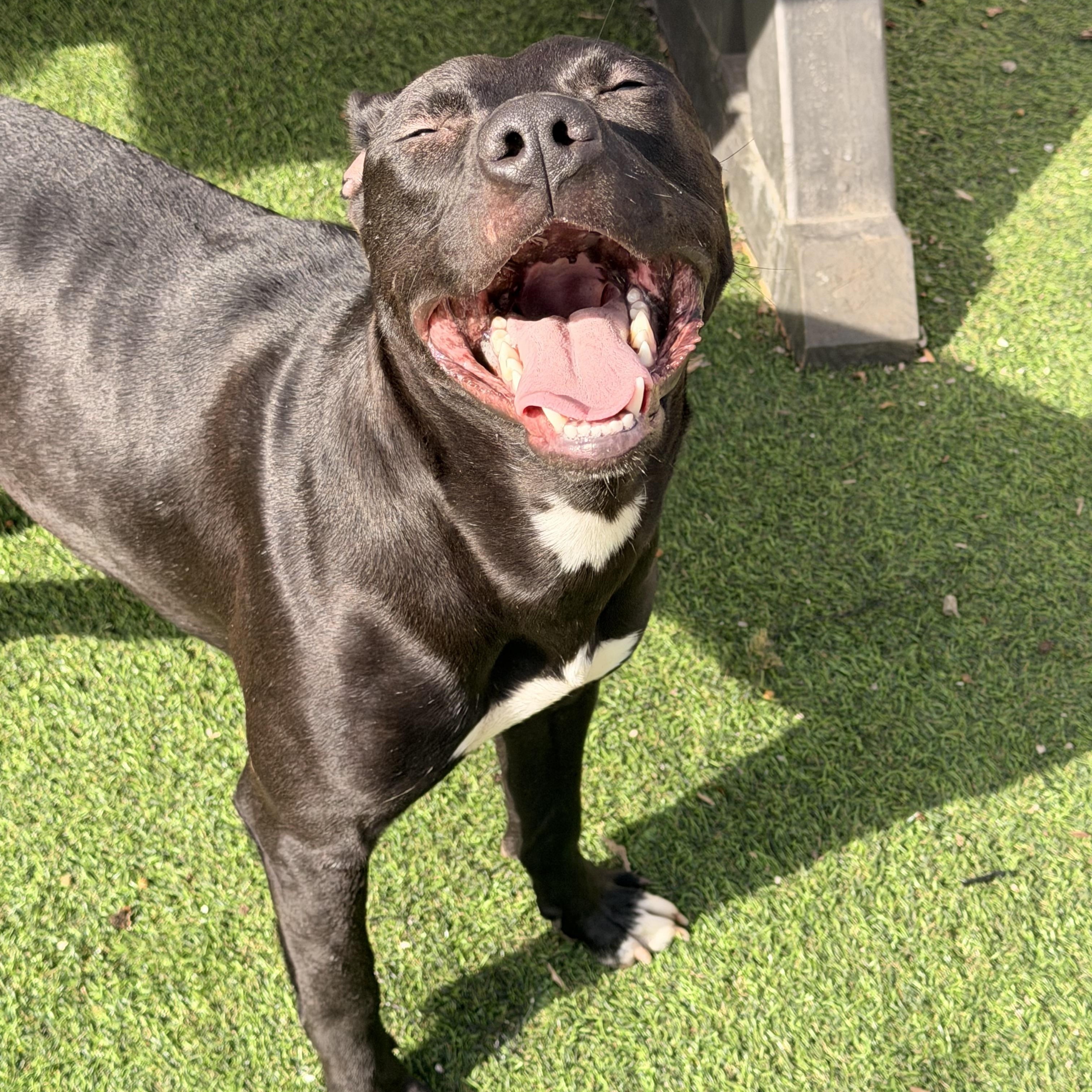 Enlarge Suki, a Adoptable mixed breed in Wilmington, IL image 6/6