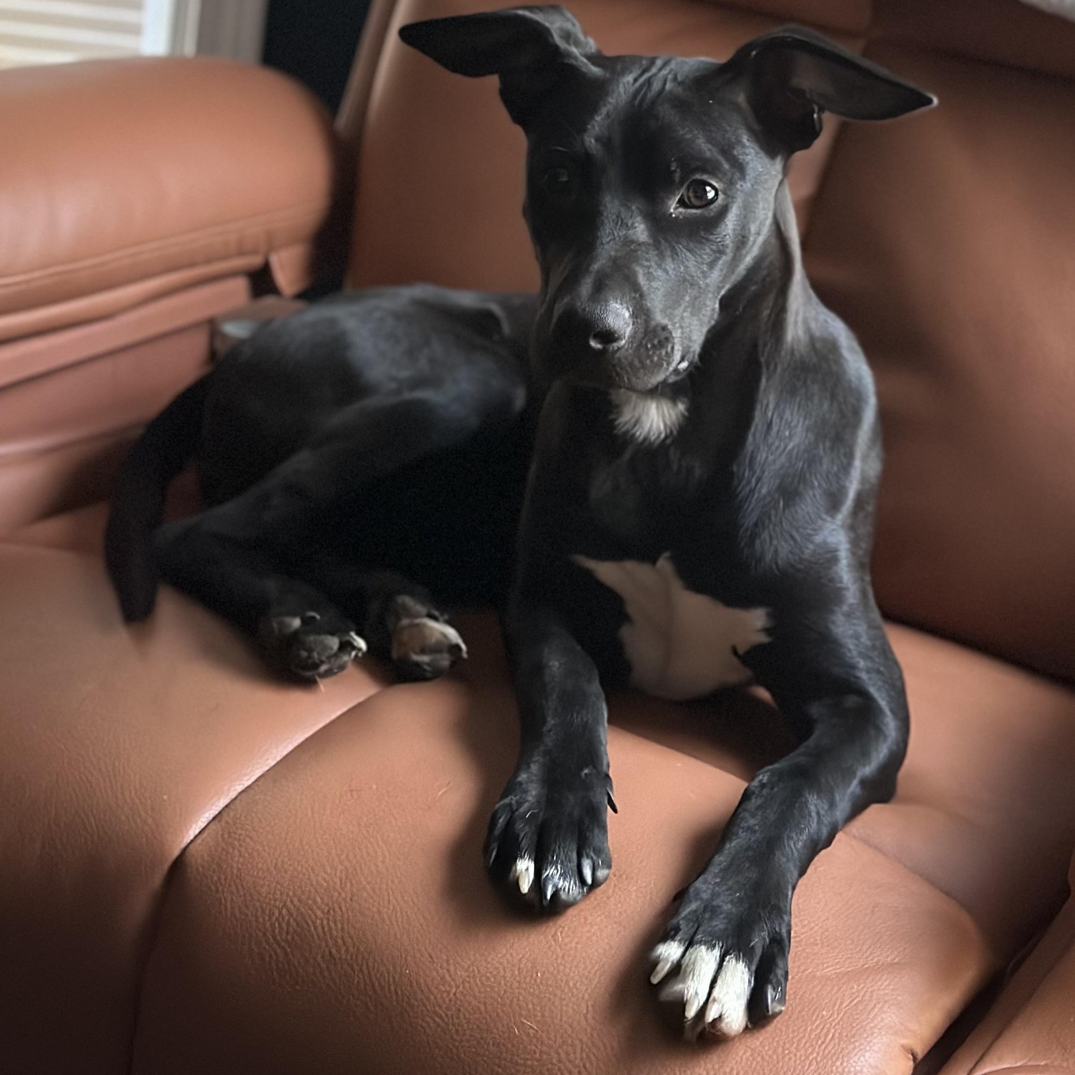 Sukie, Adoptable, Young Female German Shorthaired Pointer.