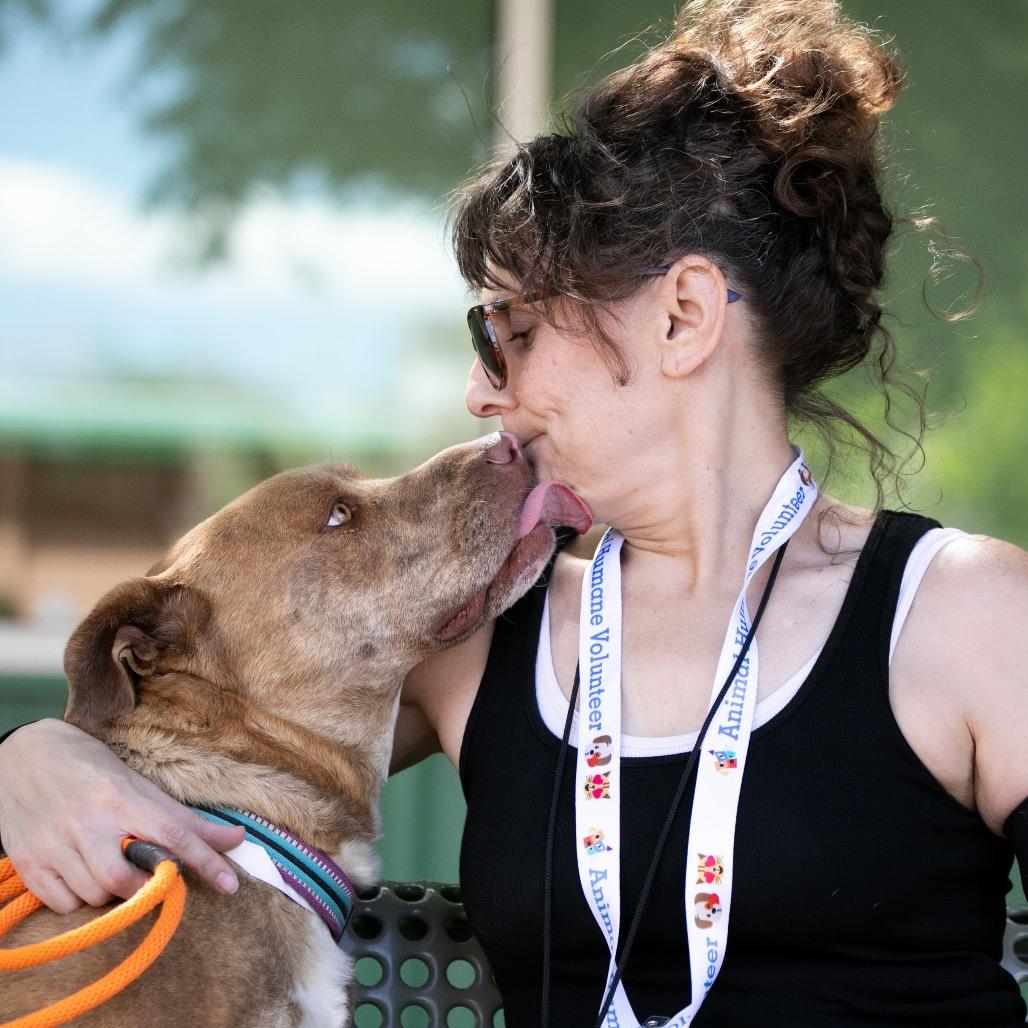 Enlarge Jane, a Adoptable mixed breed in Albuquerque, NM image 1/6