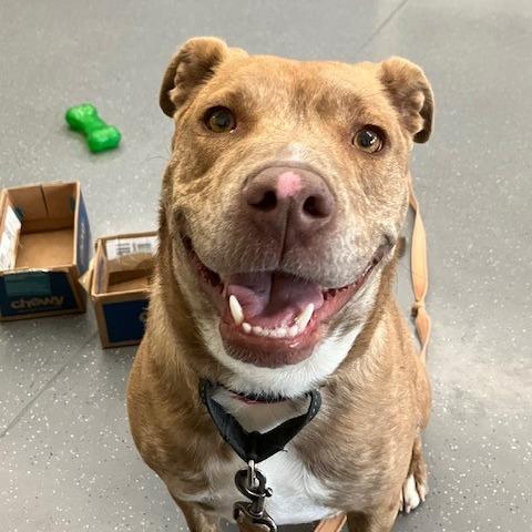 Enlarge Jane, a Adoptable mixed breed in Albuquerque, NM image 2/6