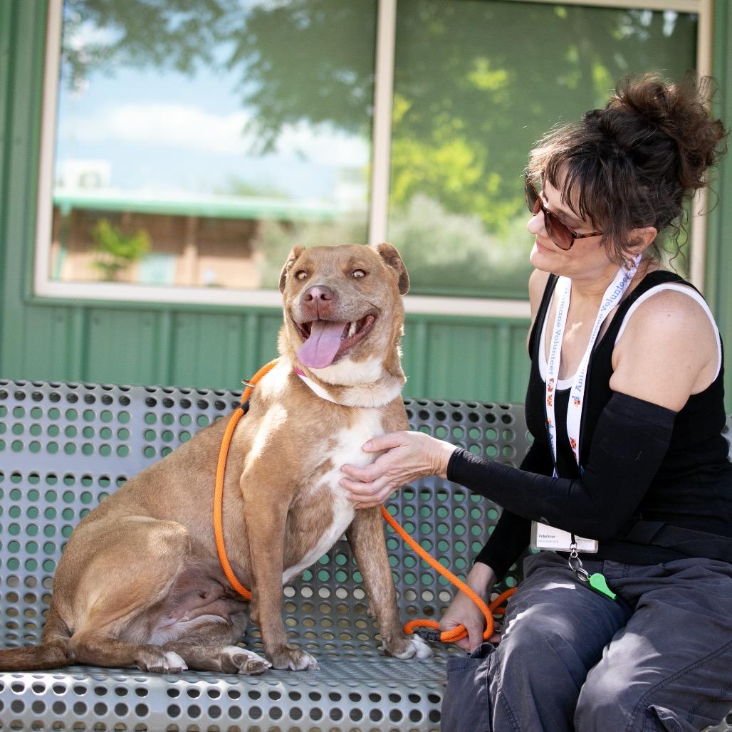 Enlarge Jane, a Adoptable mixed breed in Albuquerque, NM image 3/6