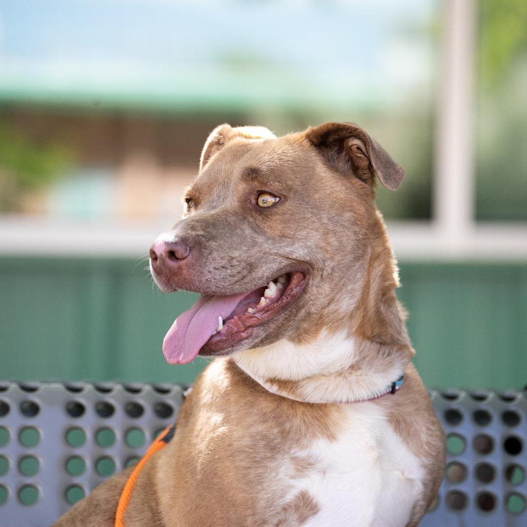 Enlarge Jane, a Adoptable mixed breed in Albuquerque, NM image 4/6