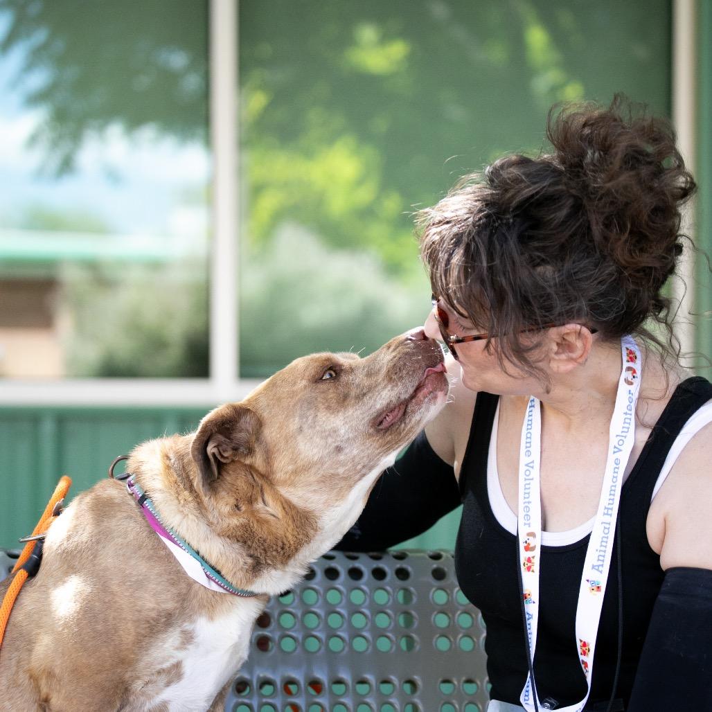 Enlarge Jane, a Adoptable mixed breed in Albuquerque, NM image 5/6