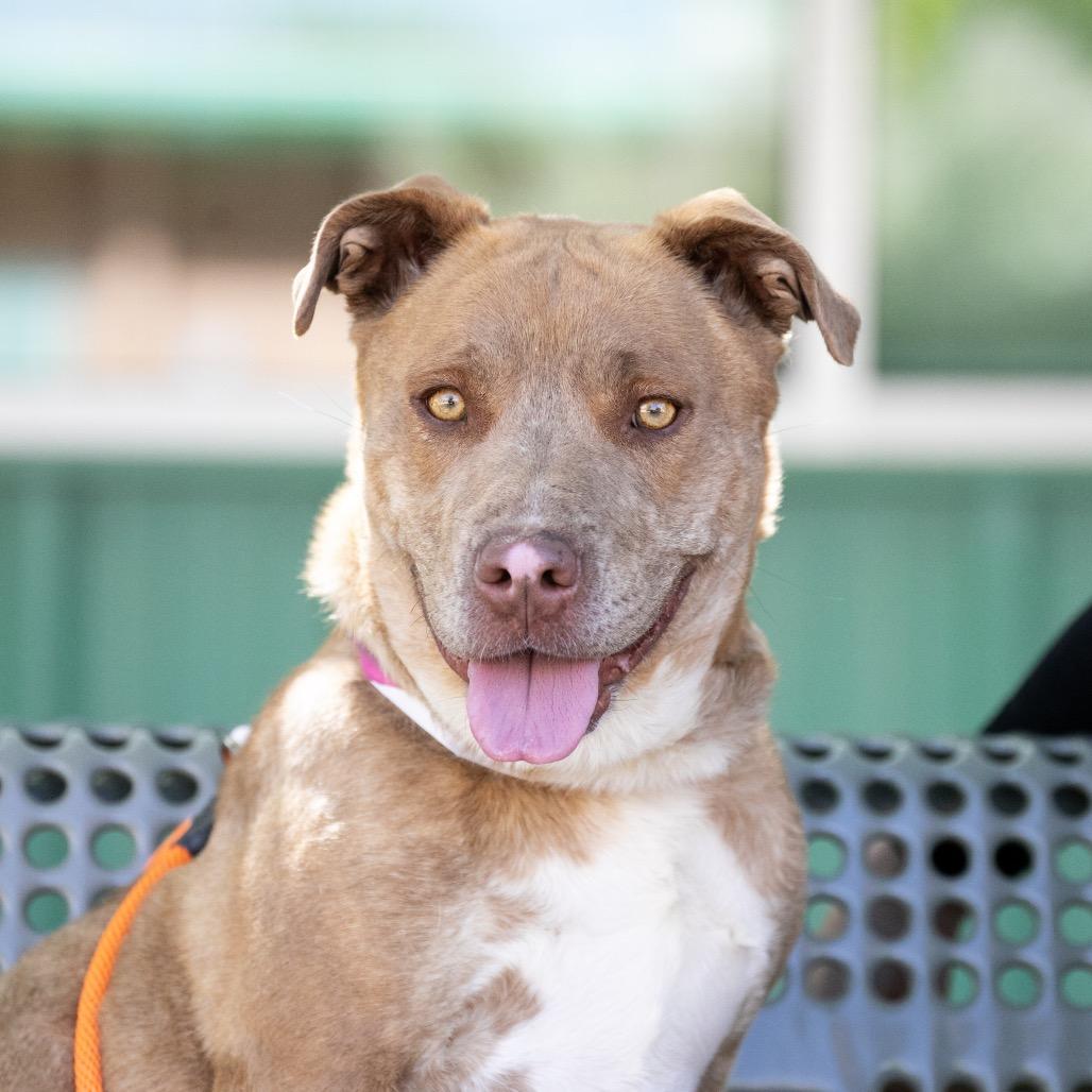 Enlarge Jane, a Adoptable mixed breed in Albuquerque, NM image 6/6