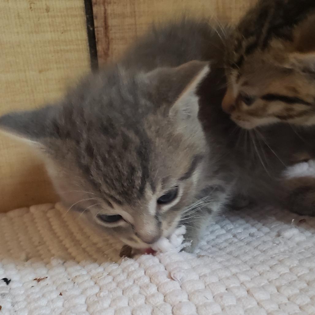Avery, Adoptable, Kitten Female Domestic Medium Hair.