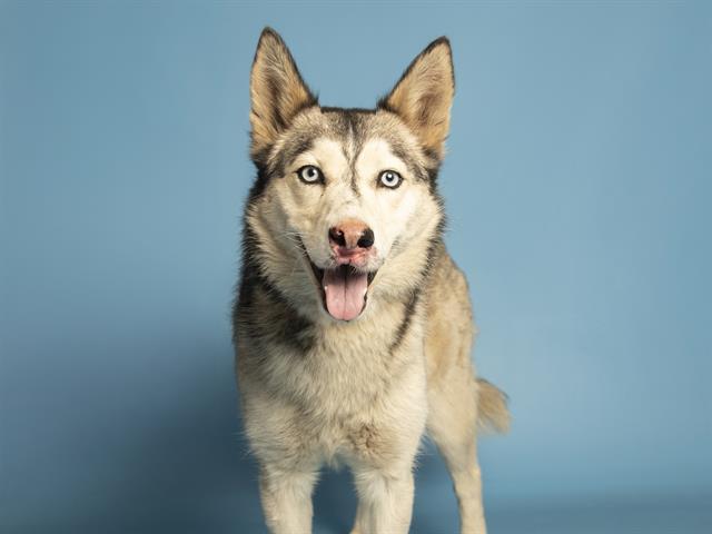 IRIS, Adoptable, Young Female Husky.