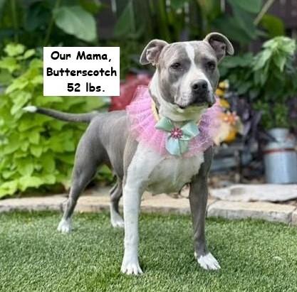 Enlarge Doodle, a Adoptable mixed breed in Northampton, MA image 6/6