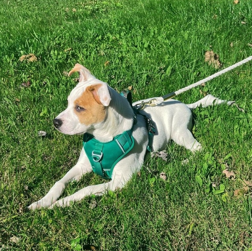Enlarge Doodle, a Adoptable mixed breed in Northampton, MA image 2/6