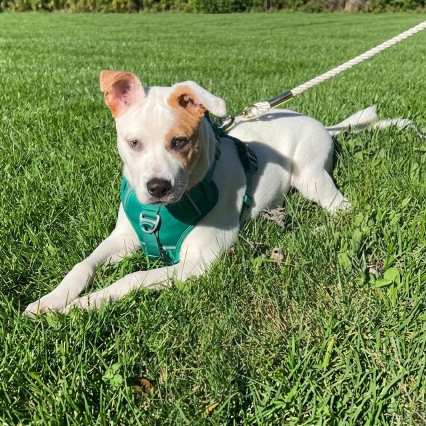Doodle, Adoptable, Puppy Male Pit Bull Terrier & Terrier.