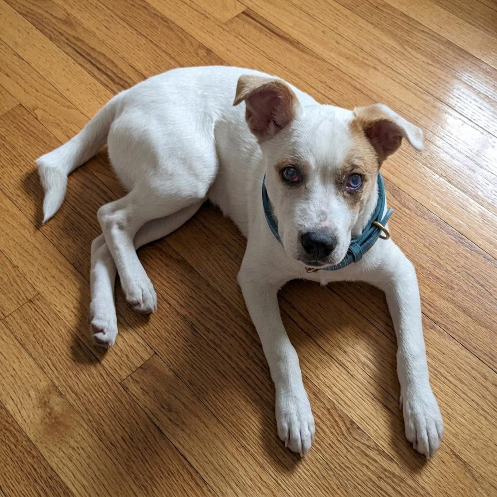 Enlarge Doodle, a Adoptable mixed breed in Northampton, MA image 4/6