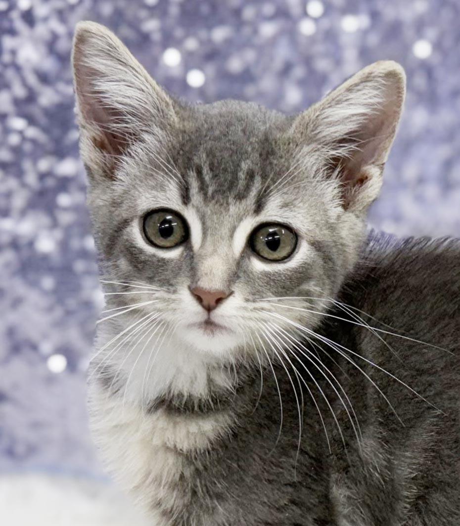Chase is a smushy cuddly mini ove muffin - VIDEO photo