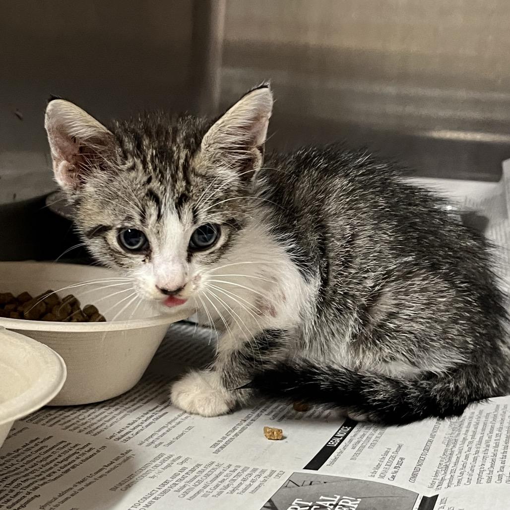 Enlarge Vader, a Adoptable Domestic Short Hair in Pauls Valley, OK image 1/2