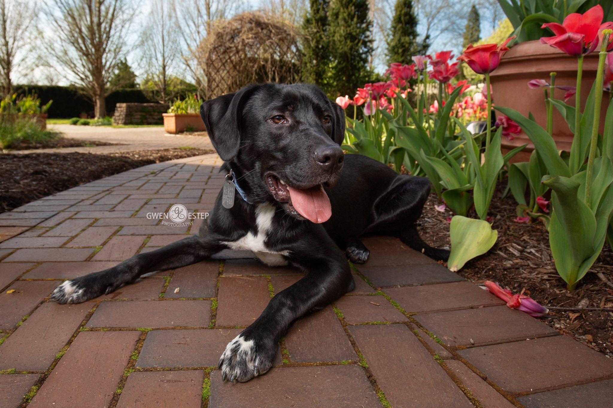 Enlarge Shortbread, an adopted mixed breed in Dayton, OH image 6/6